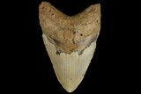 Giant, Fossil Megalodon Tooth - North Carolina #109764-2